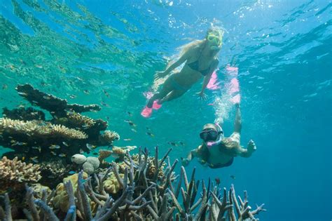 Great Barrier Reef Tours Cairns Snorkel And Dive Including 10 Min