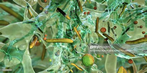 Bacteria In A Biofilm Illustration High Res Vector Graphic Getty Images