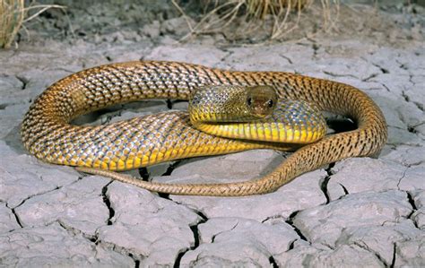 9 Of The Worlds Deadliest Snakes Britannica