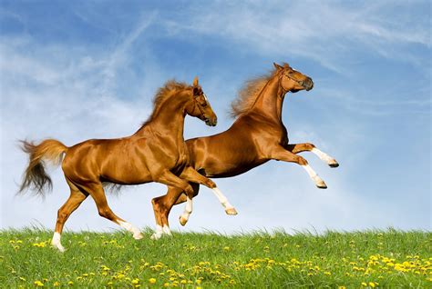 Horses Hd Wallpapers Free Hd Wallpapers Riset