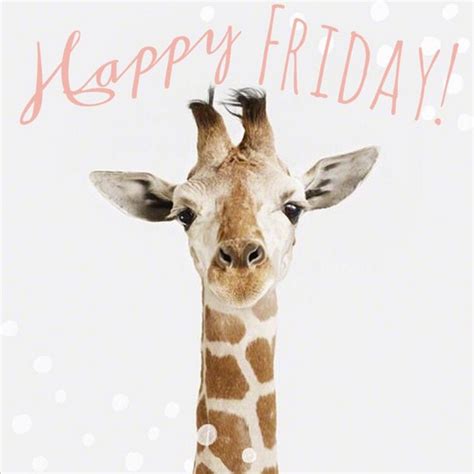 Happy Happy Friday Or Friyay With The Best Animal We Love Giraffes