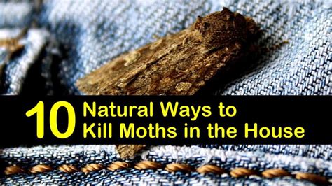 10 Natural Ways To Kill Moths In The House