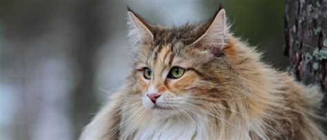 Norwegian Forest Cat Breed Complete Guide A Z Animals