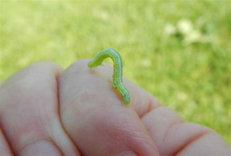Cankerworms