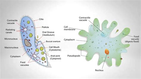 Protozoa Cell Structure