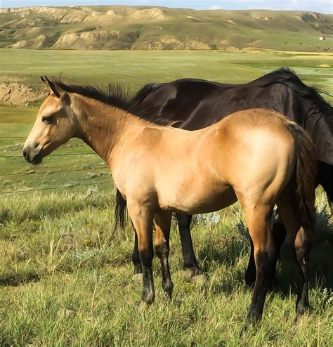 2019 Luna Buckskin Colt Fleetwood Farms Quarter Horses Sale