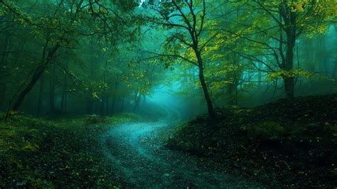 Misty Forest Path Hd Wallpaper Background Image 1920x1282 Id Images