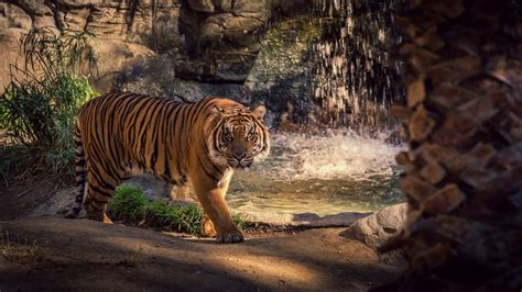 Bengal Tiger Walking Around Pool Hd Wallpaper Background