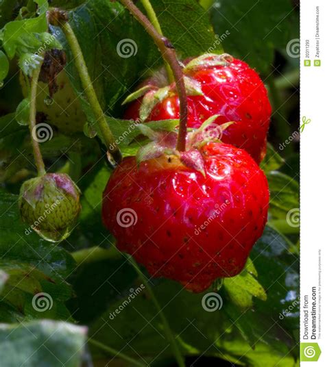 Wer in diesem jahr noch erdbeeren aus dem eigenen garten. Erdbeeren Im Garten Nach Dem Regen Stockbild - Bild von ...