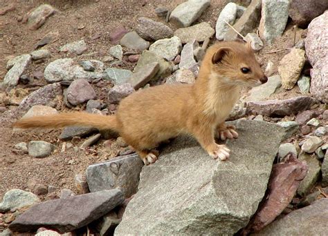 Weasel Mustelidae Habitat And Adaptations Britannica