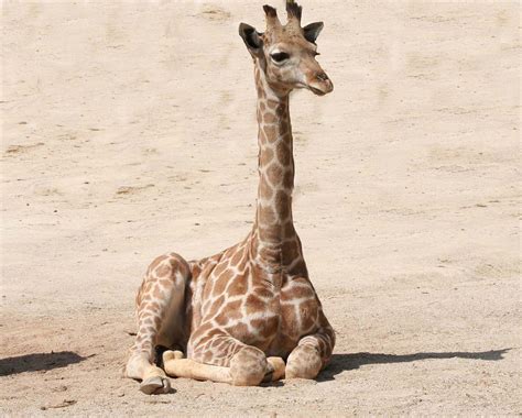 Giraffe Giraffenbaby Säugetier Kostenloses Foto Auf Pixabay
