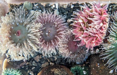 Sea Anemones The Stinging Fishing Eating Fighting Flowers Of The Sea
