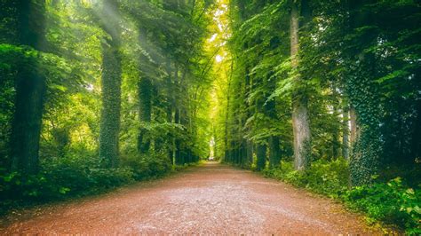 Road Between Ivy Greenery Forest 4k Hd Nature Wallpapers Hd