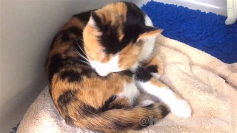 😻 Friendly Small And Gentle Calico Cat Youtube