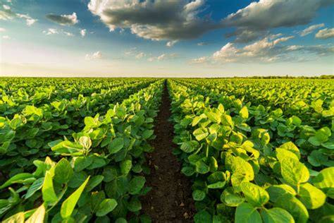 Agriculture Stock Photos Pictures And Royalty Free Images Istock