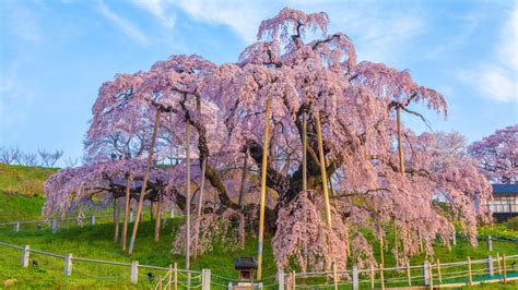How To Care For A Weeping Cherry Tree