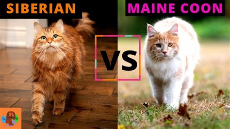 Siberian Cat Vs Maine Coon Cat Which One Should You Choose Breed