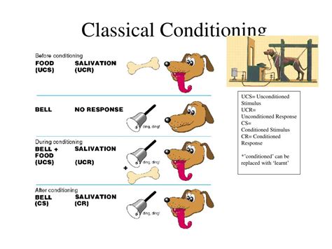 Ppt Classical Conditioning Powerpoint Presentation Free Download