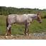 Red Roan Strawberry Chestnut  Horses Horse Coloring