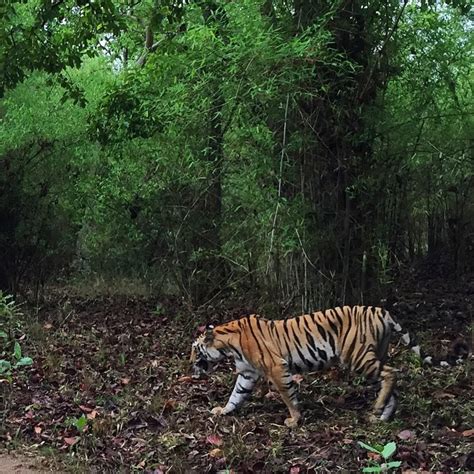 Shooting A Tiger At Bandhavgarh National Park And Tiger Reserve