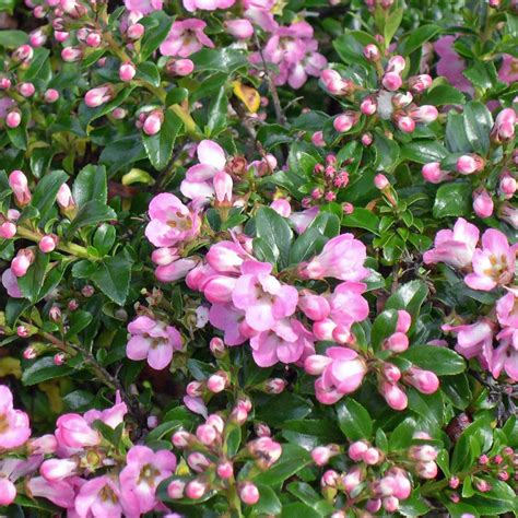 Pink Flowering Evergreen Shrub Identification How To Identify