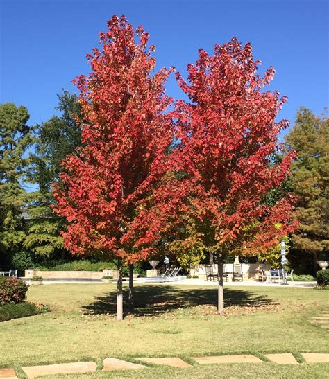 Add Color With Fall Foliage Trees Bonick Landscaping
