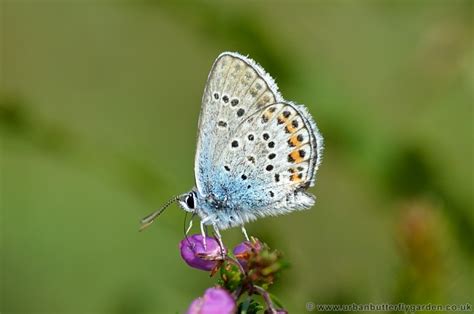 Silver Studded Blue Butterfly Plebejus Argus Urban Butterfly Garden