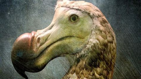 Scientists Finally Know The Real Reason Dodo Birds Went Extinct Youtube