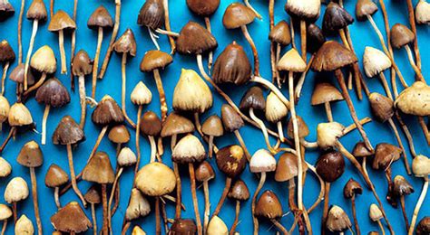 Magic Mushroom Guide Potent