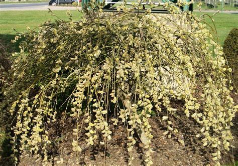 Planting And Growing A Weeping Pussy Willow Tree