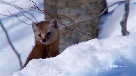 The Hunt Pine Martens Hunt In Snow Tunnels Ep 3 Sundays At 98c