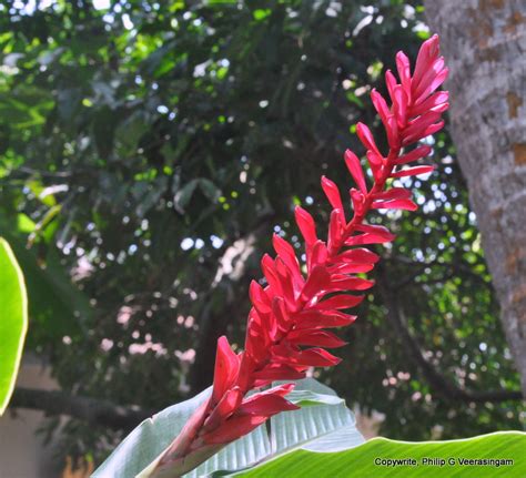 We have all gardening plants, flower plants, foliage plants & grass (pearl grass, australian grass, buffalo grass). Images of Sri Lanka on blogspot.com: Flowers, home garden ...