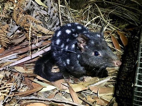 Endangered Eastern Quolls Are Born On Mainland Australia For The First