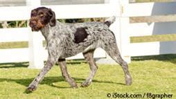 german wirehaired pointers active hard working breed