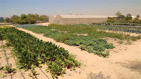 How Do You Grow Vegetables In The Desert Euronews