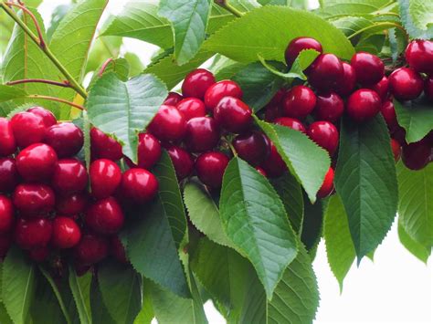 Cherry Fruit Trees For Sale Buy Cherry Trees Online Hopes Grove Nurseries