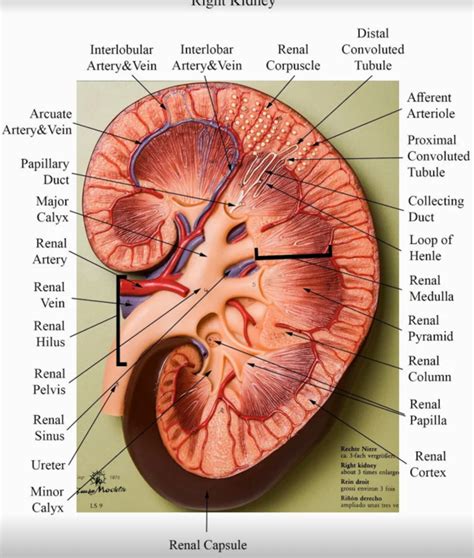 Blood vessel is a vessel in the human or animal body in which blood circulates. Pin by Alexis Marie Mancini👑💋🍾💅🏻 on A&P 2 Models Labeled ...