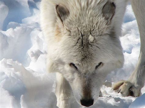 White Wolf Stock 9 By Hotnstock On Deviantart Wolf Photos White Wolf