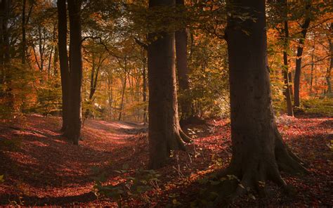 Wallpaper Sunlight Trees Landscape Fall Leaves Nature Branch