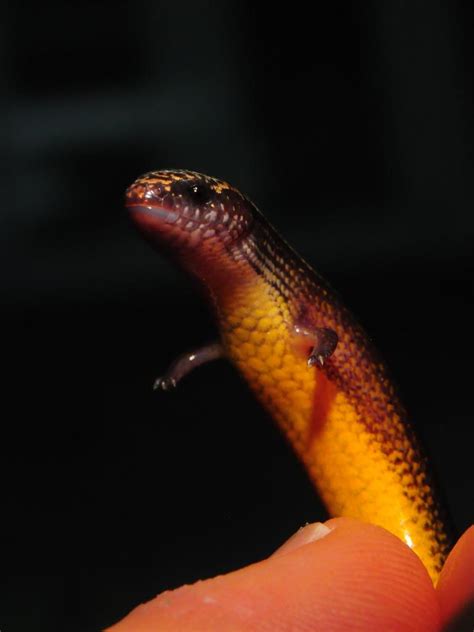 Animal Discovery Scientists Find Snakelike Skink Lays Eggs Gives