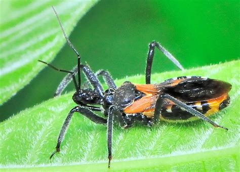 Ants Killer Assassin Bug Catasphactes Coprias