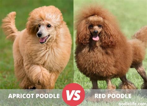 Apricot Vs Red Poodles Are They Different Oodle Life