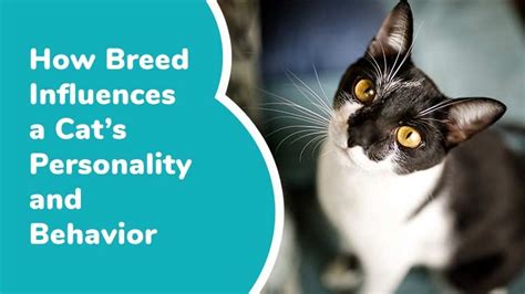 How Breed Influences A Cats Personality And Behavior