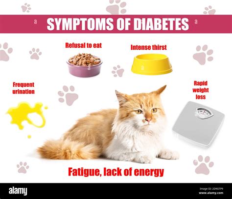 Cute Cat And Symptoms Of Diabetes On White Background Stock Photo Alamy