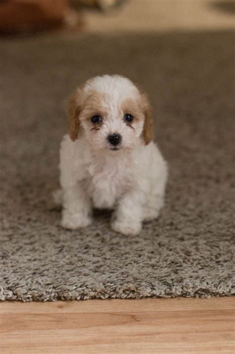 Find cavapoo puppies for sale and dogs for adoption. Toy Cavoodle Puppies For Sale Near Me