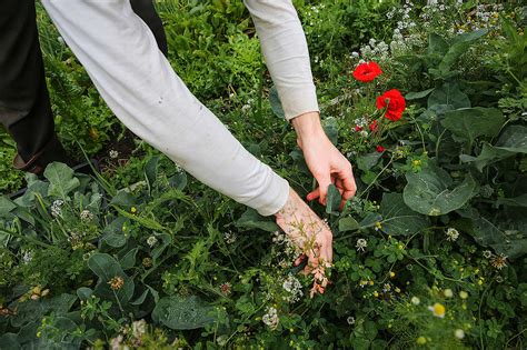 convierte tu balcón en una pequeña reserva de flora autóctona greenpeace colombia