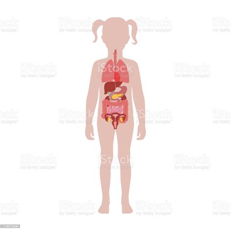 Human Internal Organs Vector Stock Illustration Download Image Now