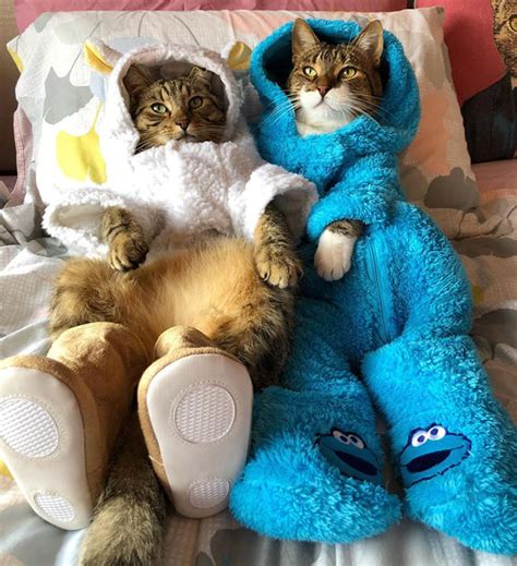 Getting home and changing into something comfy and warm, instant relaxation awaits. Meet Joey: The Cookie Monster Onesie Wearing Cat