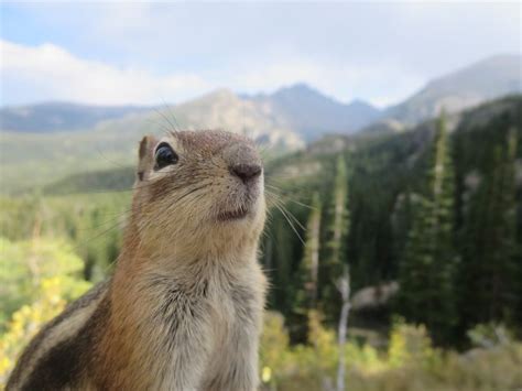 An Inquisitive Ground Squirrel In Rocky Mountain National Park