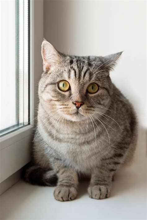 Gray Tabby Cat With Green Eyes Is Sitting Near To The Window Stock